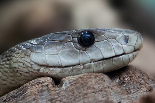 全球十大剧毒蛇 上榜,第一是细鳞太攀蛇
