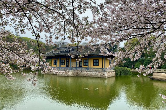 排行前十中国十大最美樱花景点