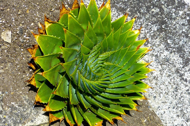 十大最美幾何植物都有哪些推薦