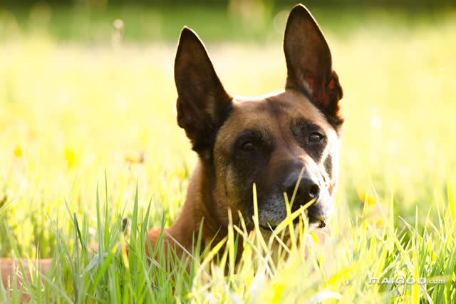 人气榜单前十比利时本土特有犬种盘点