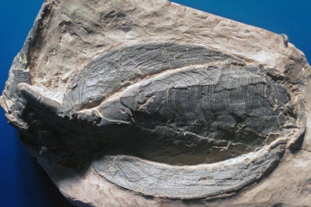 前10世界上最早出现的鱼