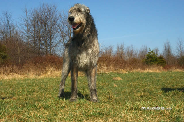 排行前十爱尔兰本土特有犬种盘点