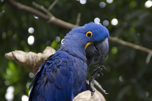 排行前十全球十种蓝色小鸟