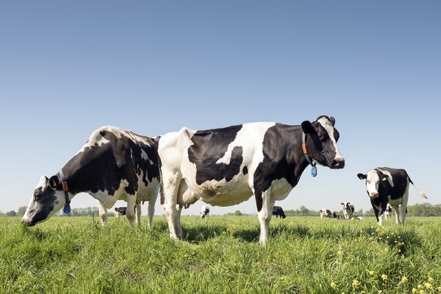 排行前十十大产量最高的奶牛